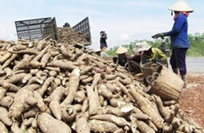 越南木薯产业力争到2030年产量超过1200万吨  出口额达到20亿美元