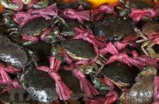 金瓯南根螃蟹和乌明鱼酱火锅被列入越南前100种特色美食名单