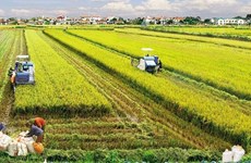 越南农业持续取得良好成效 国家粮食安全保障稳固