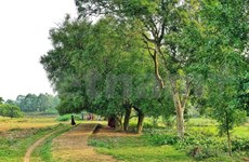 组图：唐林古村拥有一千年历史的古鹊肾树群