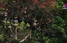嘉莱省努力保护昆何农世界生物圈保护区