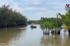广义省着力寻找戈宁水椰林可持续开发措施
