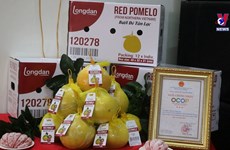 越南​新乐红心柚子出口英国首发仪式举行