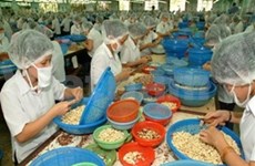 越南腰果出口量稳居世界首位