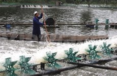 2011年越南部分养虾基地要进行编号和公开来源