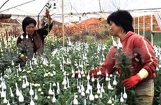 越南扩大鲜花出口市场