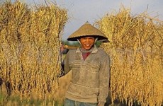 越南协助老挝制定“三农”战略