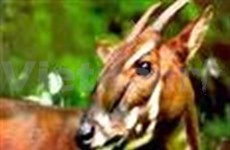 德国向越南森林生物多样性保护项目提供援助
