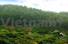 越南响应2011国际森林年