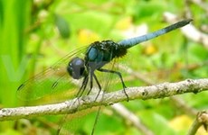 越南国家公园发现靛蓝色蜻蜓