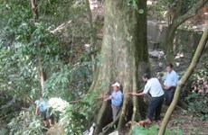越南高平省一棵古树被列入越南遗产树名录
