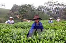 2014年第5次越南林同省茶叶文化周即将举行