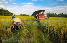 世行愿意协助越南农业的新项目