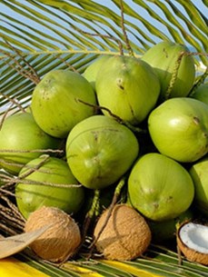越南推动椰子产业可持续发展