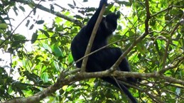 北件省自然保护区发现珍稀的黑叶猴