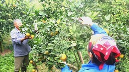 越南兴安省全力打造鲜美橙子品牌
