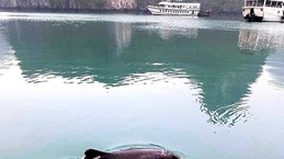 越南广宁省各海域连续出现海豚