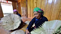 组图：越南岱依族致力保护棕榈叶帽手工编织业