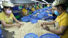 越南大米、咖啡、腰果等产品出口创下历史纪录