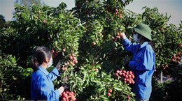 外交部例行记者会：为中国企业和商人在北江省收购荔枝创造便利条件