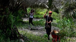 环境保护：印度尼西亚计划 2025 年利用棕榈油生产生物甲烷