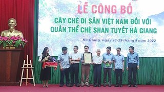 河江省1300 多棵山雪茶树被列入越南古树名录