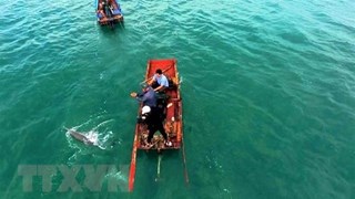 成功营救姑苏海域搁浅海豚