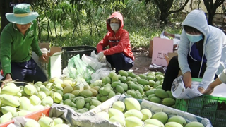 前江省将向年货市场供应近10万吨特产水果