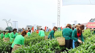 太原省新疆特产茶区-春天之茶香色节有助于推广茶叶产品