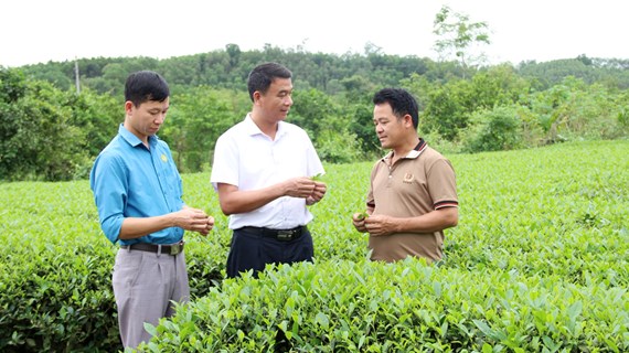 北江省力争提高安世茶树的价值