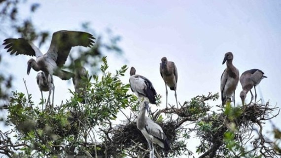 越南颁布法律规定紧急保护野生鸟类 