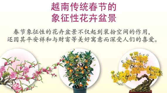 图表新闻：越南传统春节的象征性花卉盆景