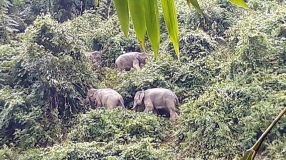 越南多措并举有效保护和发展广南省亚洲象群