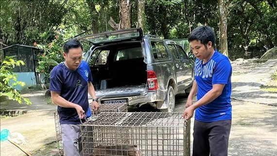 坚江省接收4只珍稀濒危野生动物