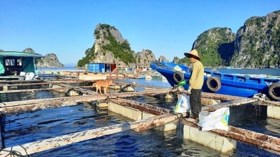 广宁省——可持续海水养殖的典范 
