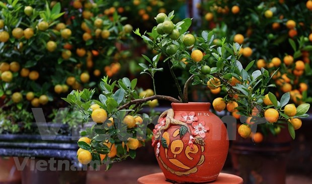春节中金橘树的意义 hinh anh 1