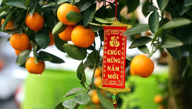 春节中金橘树的意义 hinh anh 2