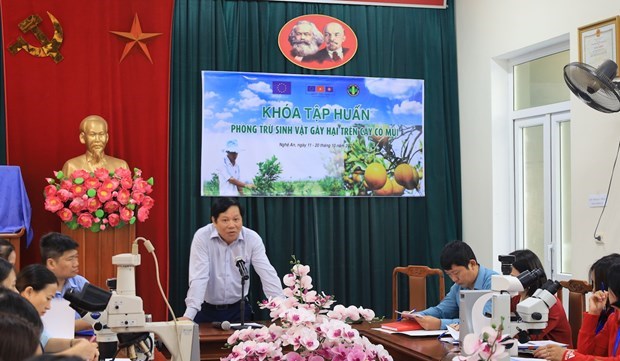 欧盟协助越南提高出口农产品的安全性 hinh anh 1