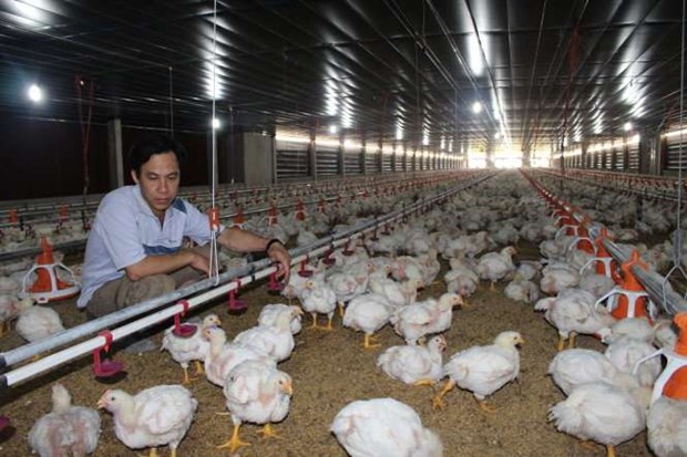 越南养鸡户拟对从美国进口的鸡肉产品提起反倾销诉讼 hinh anh 1