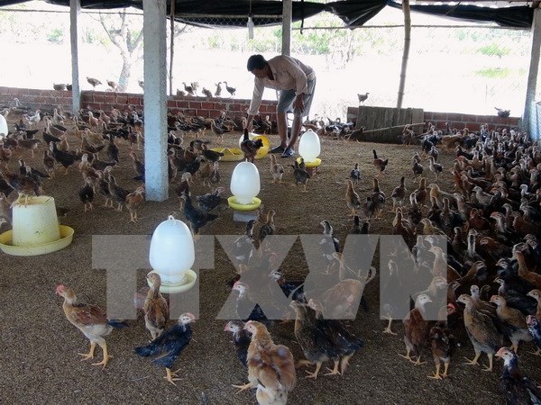 越南努力提升养鸡业竞争力 hinh anh 1