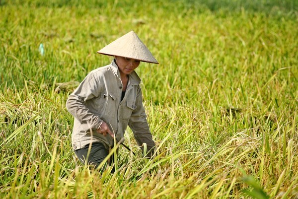 越南农业产业应进行根本性改革实现农业可持续发展 hinh anh 1