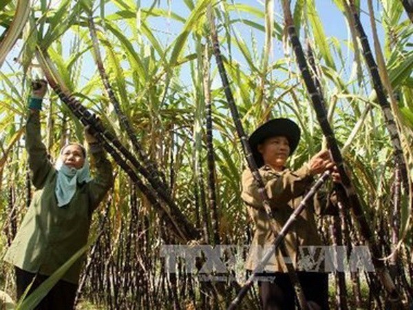 越南与澳大利亚合作互换甘蔗种苗 hinh anh 1
