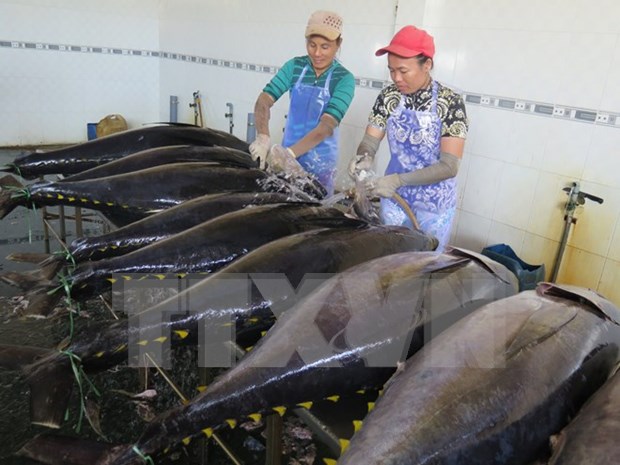 越南金枪鱼对加拿大出口增长60%以上 hinh anh 1