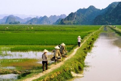 TPP和越南农业的发展动力 hinh anh 1