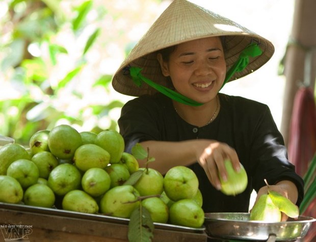 越南九龙江三角洲的10种水果已销往国外 hinh anh 1