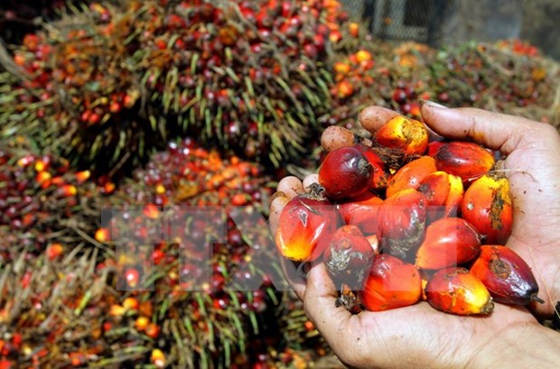 马来西亚和印尼同意成立棕油生产国委员会 hinh anh 1