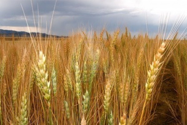越南暂停从乌克兰进口小麦 hinh anh 1