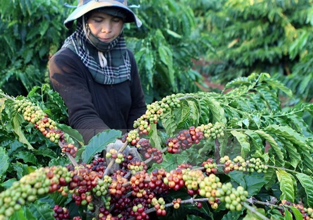 2016年印尼咖啡出口总额有望达10亿美元 hinh anh 1
