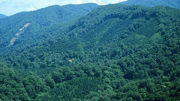 越南设立森林资源和林业用地监督信息系统 hinh anh 1