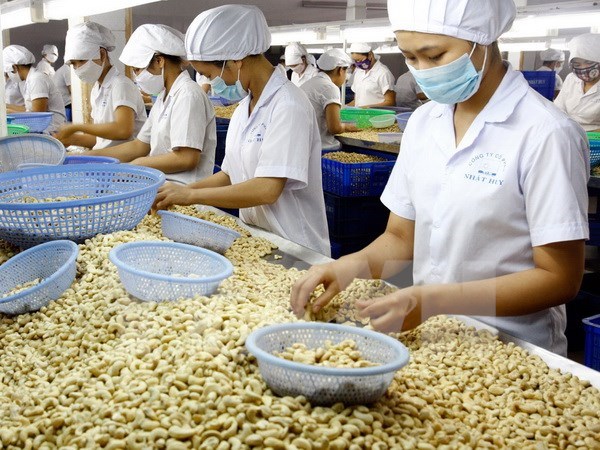 越南农产品出口的动力及展望 hinh anh 2